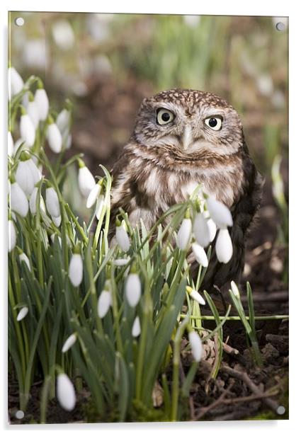 Little Owl and Snowdrops Acrylic by Mike Gorton
