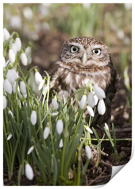 Little Owl and Snowdrops Print by Mike Gorton