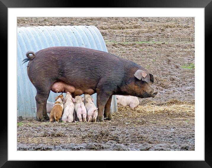Baby Piglets suckling on a large brown sow. Framed Mounted Print by john hartley