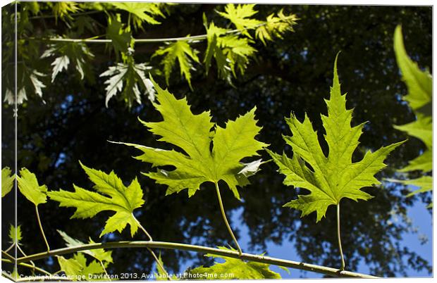 Canadian Maple Canvas Print by George Davidson
