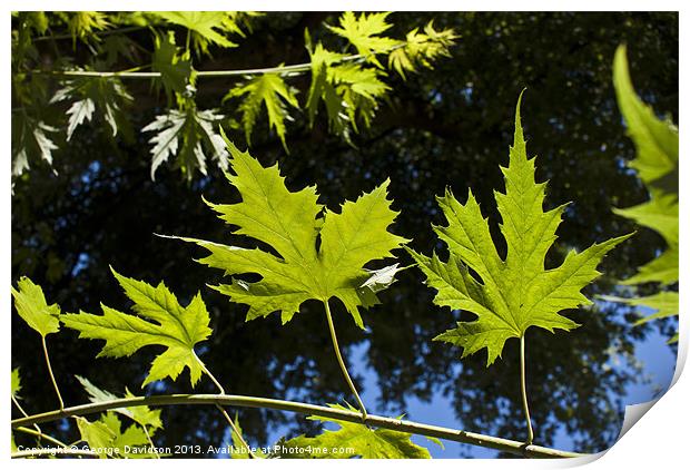 Canadian Maple Print by George Davidson