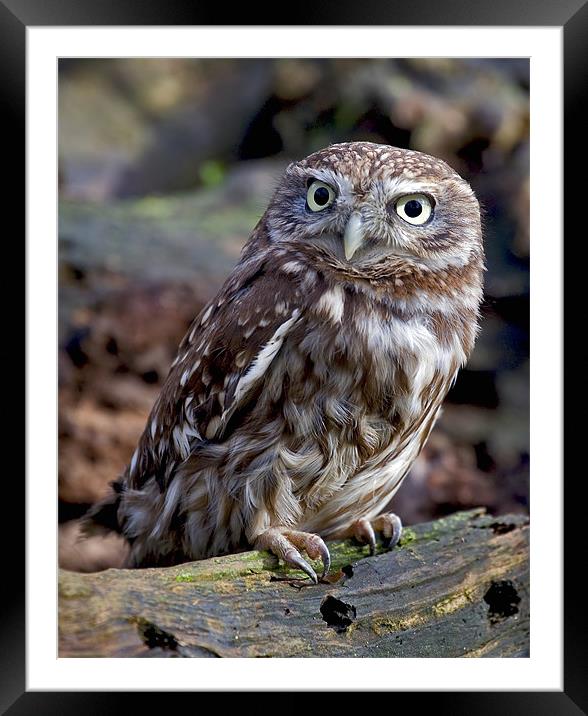 Little Owl Framed Mounted Print by Mike Gorton