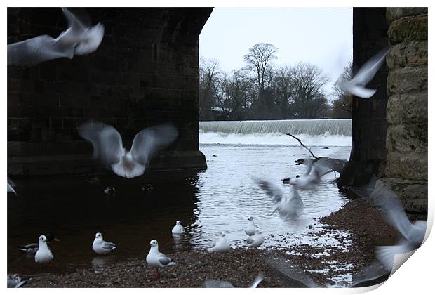 Seagulls At Play Print by Louise Wilson