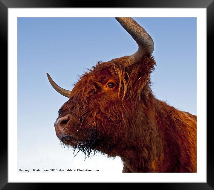 Highland cow Framed Mounted Print by alan bain