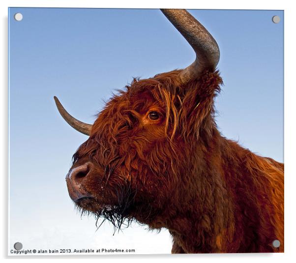 Highland cow Acrylic by alan bain