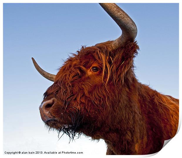 Highland cow Print by alan bain