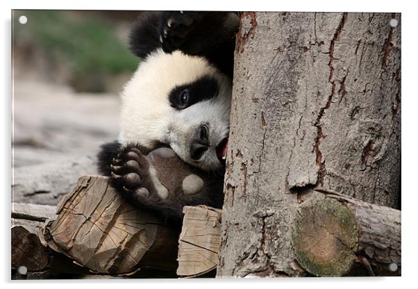 Baby Panda Acrylic by Louise Wilson