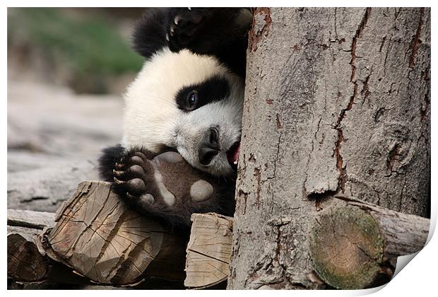 Baby Panda Print by Louise Wilson
