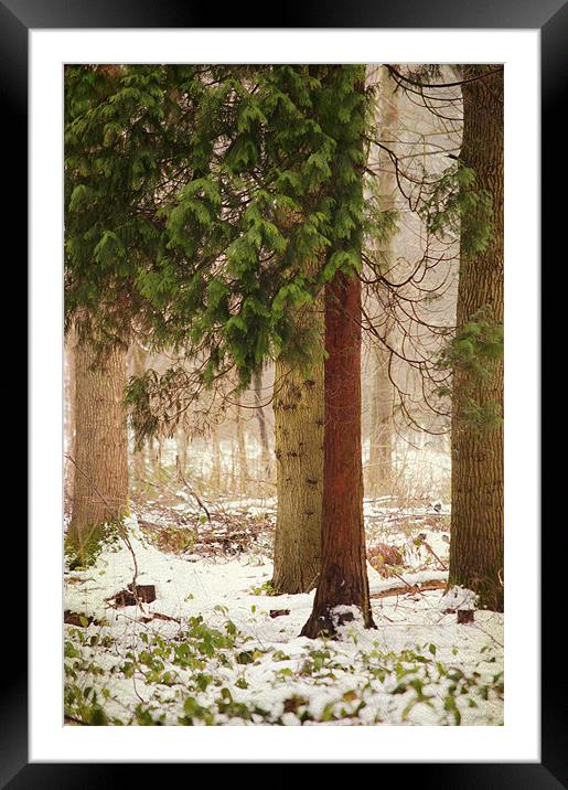 a small corner of the pine forest Framed Mounted Print by Dawn Cox