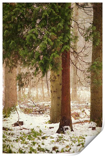 a small corner of the pine forest Print by Dawn Cox