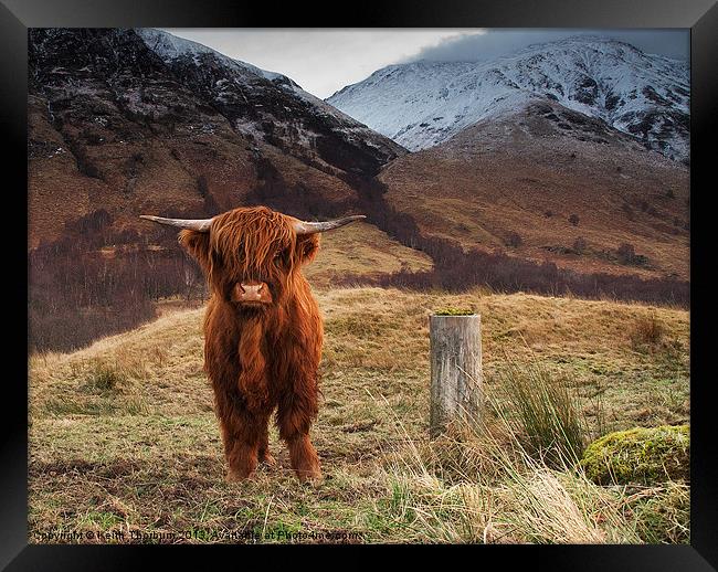 Baby Highland Cow Framed Print by Keith Thorburn EFIAP/b