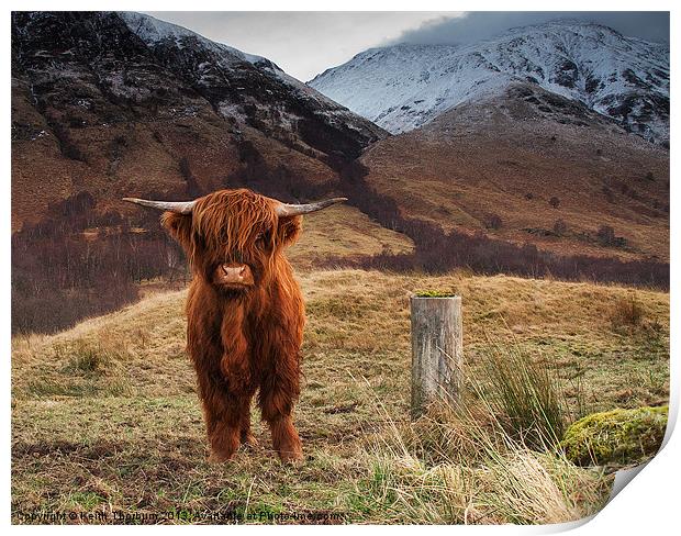 Baby Highland Cow Print by Keith Thorburn EFIAP/b