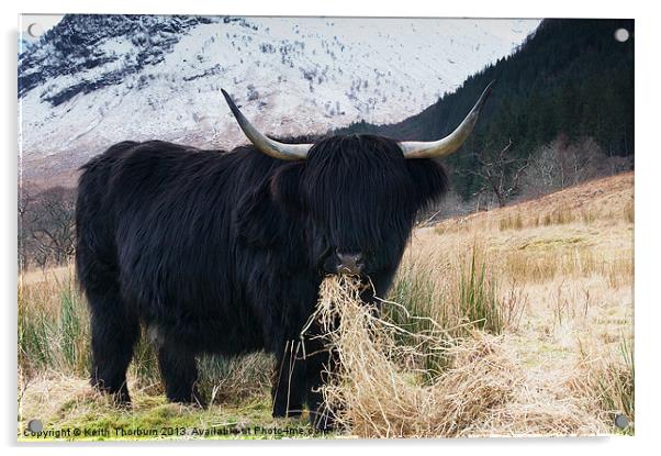 The Bull Acrylic by Keith Thorburn EFIAP/b
