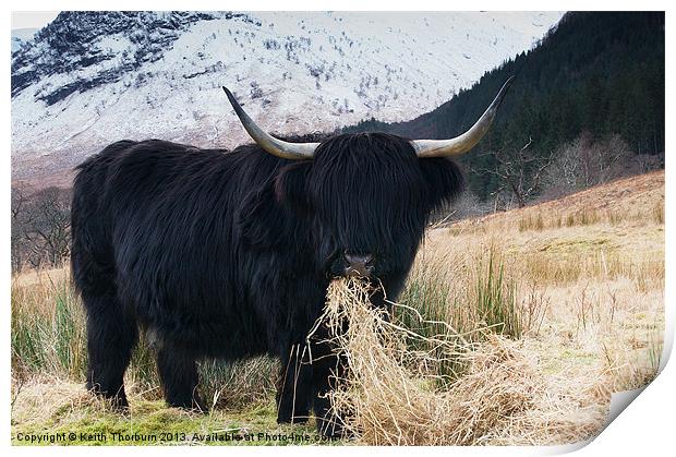 The Bull Print by Keith Thorburn EFIAP/b