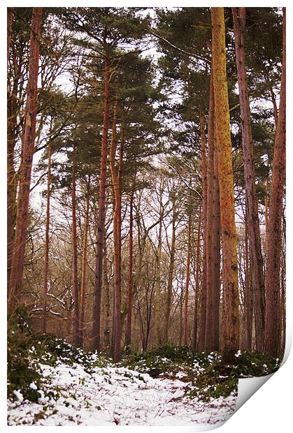 Reach for the sky - pine trees, kent Print by Dawn Cox