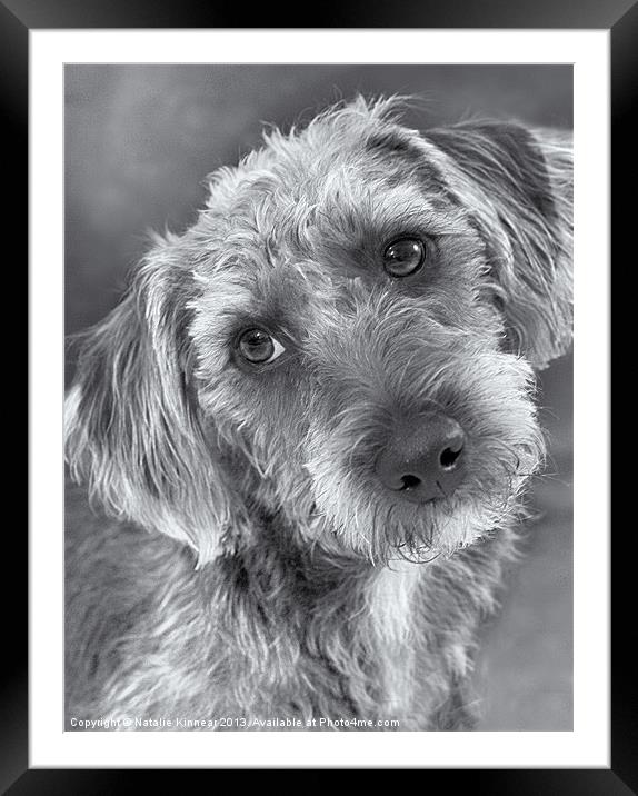 Cute Pup in Black and White Framed Mounted Print by Natalie Kinnear
