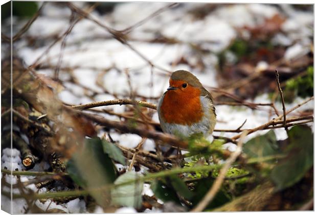 Robin in the snowy copse Canvas Print by Andrew Watson