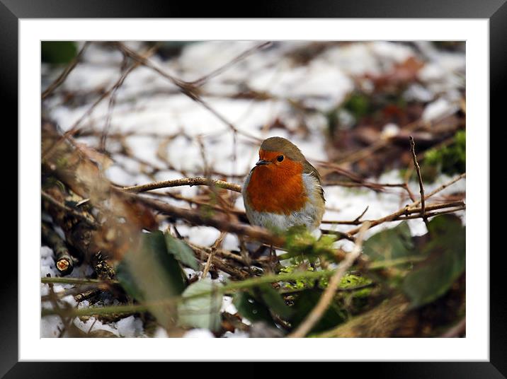 Robin in the snowy copse Framed Mounted Print by Andrew Watson