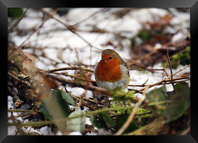 Robin in the snowy copse Framed Print by Andrew Watson