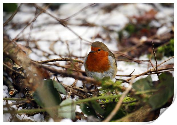 Robin in the snowy copse Print by Andrew Watson