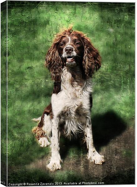 Springer Spaniel Working Dog. Canvas Print by Rosanna Zavanaiu