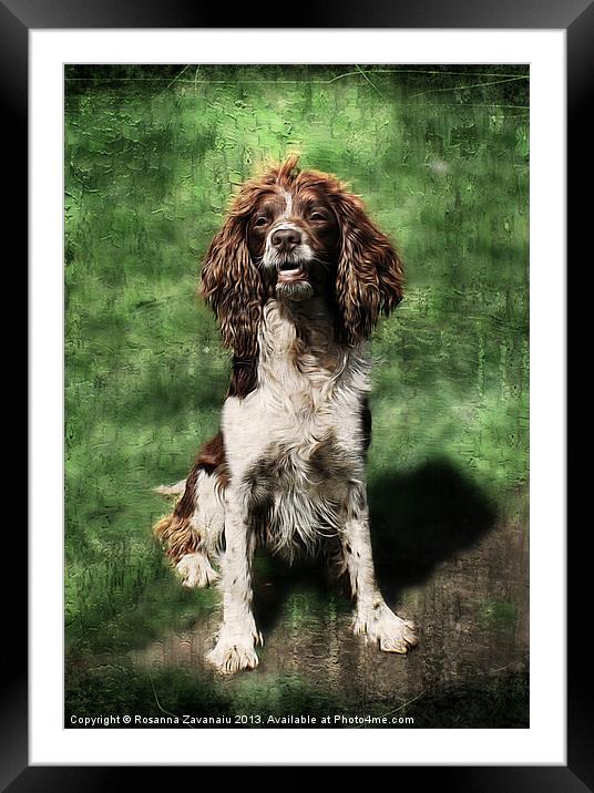 Springer Spaniel Working Dog. Framed Mounted Print by Rosanna Zavanaiu