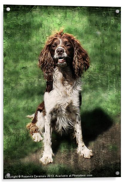 Springer Spaniel Working Dog. Acrylic by Rosanna Zavanaiu