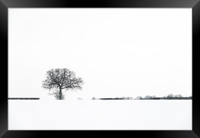 Tree in the snow Framed Print by Stephen Mole
