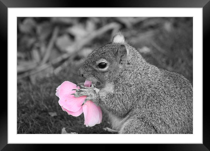 Squirrel eats Flower  Framed Mounted Print by Lee Hemmings