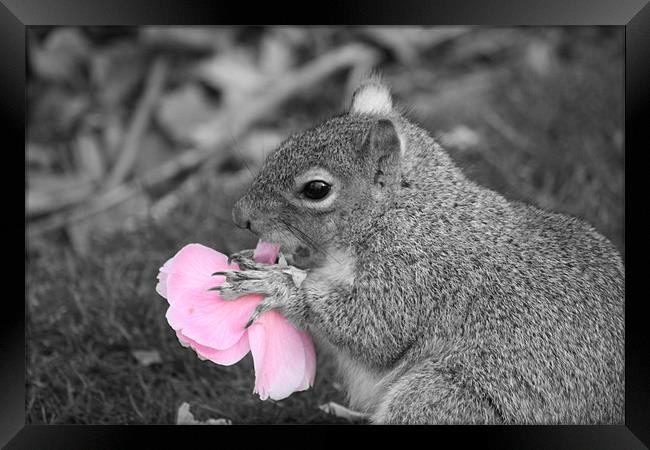 Squirrel eats Flower  Framed Print by Lee Hemmings