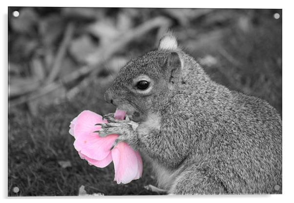 Squirrel eats Flower  Acrylic by Lee Hemmings