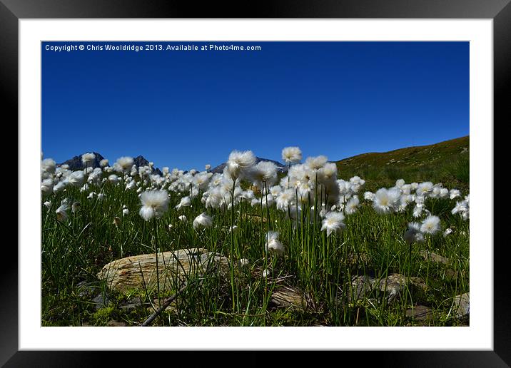 Cotton Grass - Alps Framed Mounted Print by Chris Wooldridge