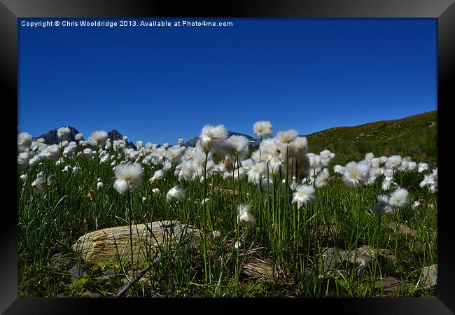Cotton Grass - Alps Framed Print by Chris Wooldridge