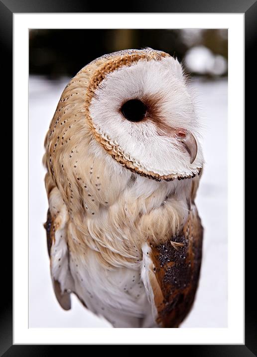 Barn Owl in the Snow Framed Mounted Print by Paul Macro