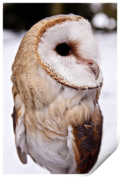 Barn Owl in the Snow Print by Paul Macro