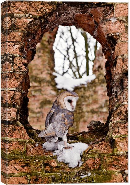 Barn Owl in Ruins Canvas Print by Paul Macro