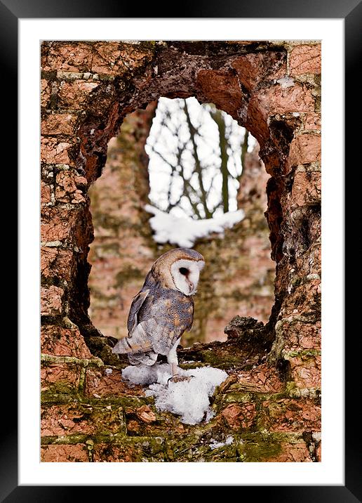 Barn Owl in Ruins Framed Mounted Print by Paul Macro