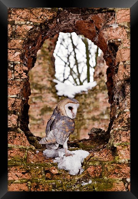 Barn Owl in Ruins Framed Print by Paul Macro