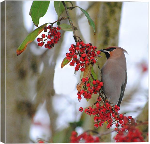 Waxwing Canvas Print by Vicky Mitchell