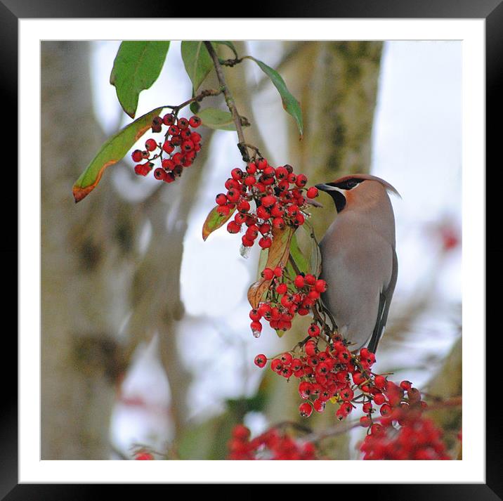 Waxwing Framed Mounted Print by Vicky Mitchell