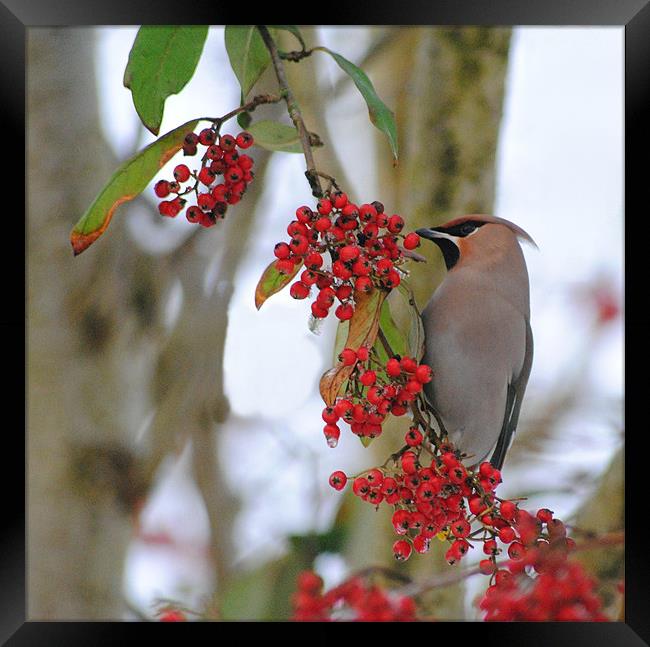 Waxwing Framed Print by Vicky Mitchell