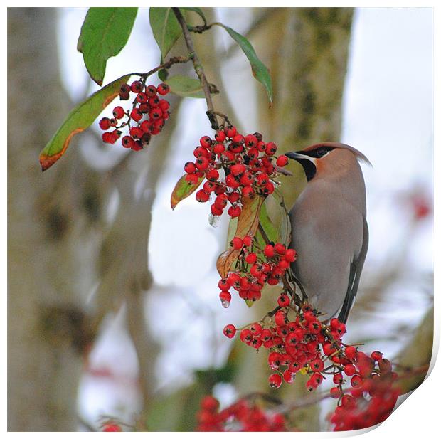 Waxwing Print by Vicky Mitchell