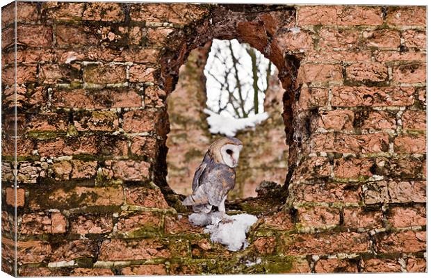 Barn Owl in Ruins Window Canvas Print by Paul Macro