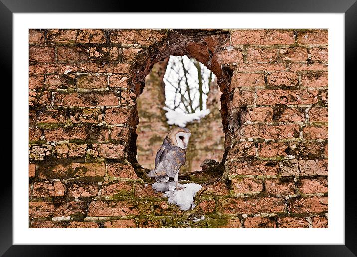 Barn Owl in Ruins Window Framed Mounted Print by Paul Macro