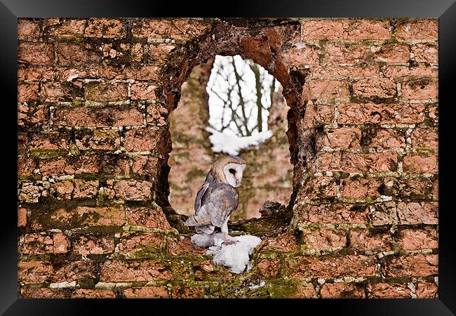 Barn Owl in Ruins Window Framed Print by Paul Macro
