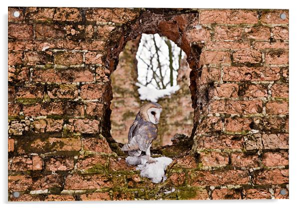 Barn Owl in Ruins Window Acrylic by Paul Macro