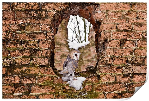 Barn Owl in Ruins Window Print by Paul Macro