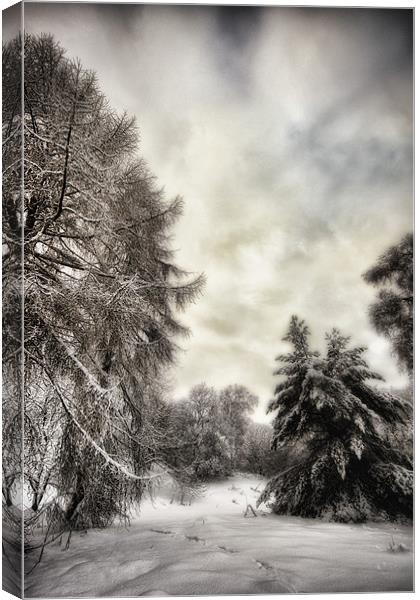 Winters Woodland Walk Canvas Print by Fraser Hetherington