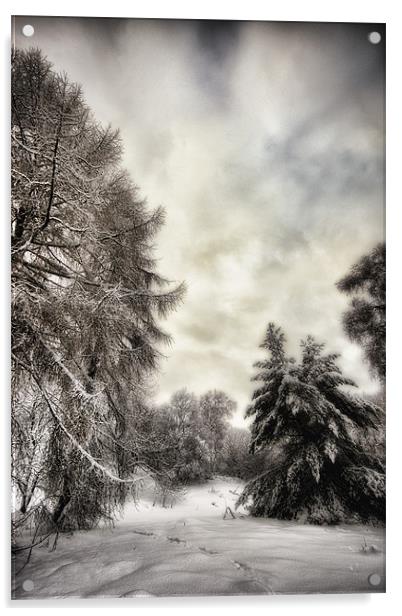 Winters Woodland Walk Acrylic by Fraser Hetherington