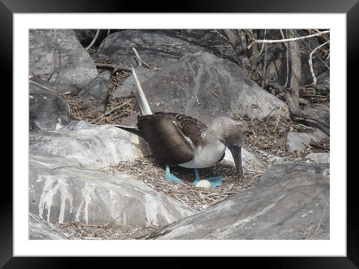 Blue Footed Booby Framed Mounted Print by Andy Gilfillan